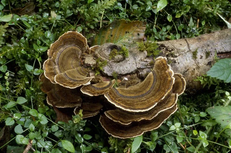  A Turkey-tail mushroom on a log surrounded by leaves. 